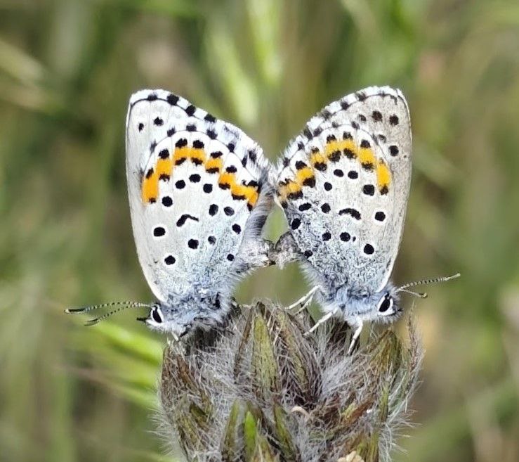 Почему в Украине исчезают пчелы и где зимуют мухи: интервью с энтомологом